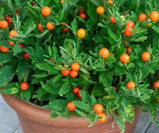 Solanum pseudocapsicum 'Thurino' plant with orange fruits or berries in a pot