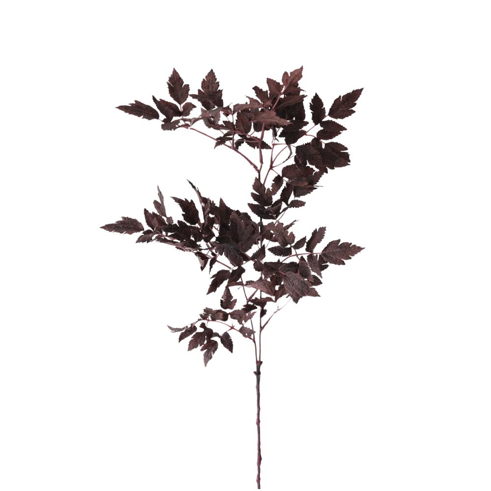 Plum Fake Cimicifuga Ramosa Leaves