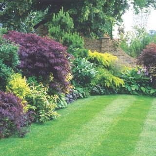 Acer trees and plants growing in garden border around striped lawn