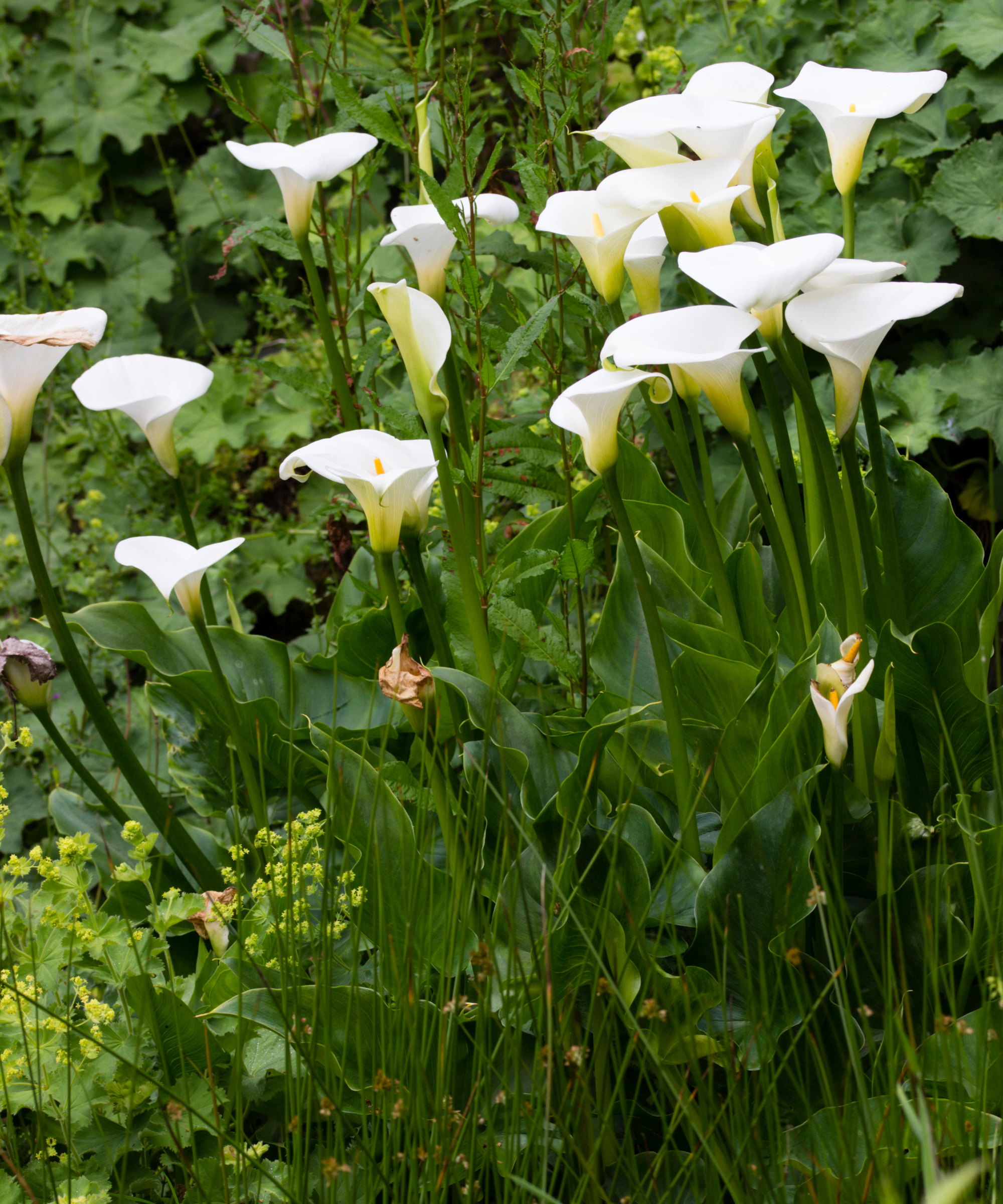 White flowers of a calla lily