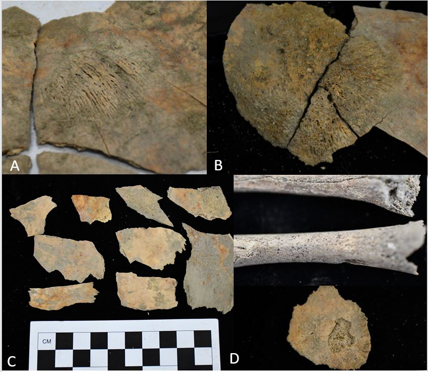 Lesions were found on the remains of both of the infants (a and d), suggesting the baby suffered some kind of bodily stress, perhaps from malnutrition. One of the skull helmets can be seen in photos b and c.