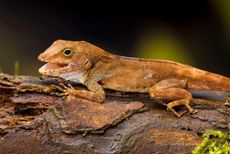 Getting a grip: A Crested Anole (Anolis cristatellus), sitting on a branch