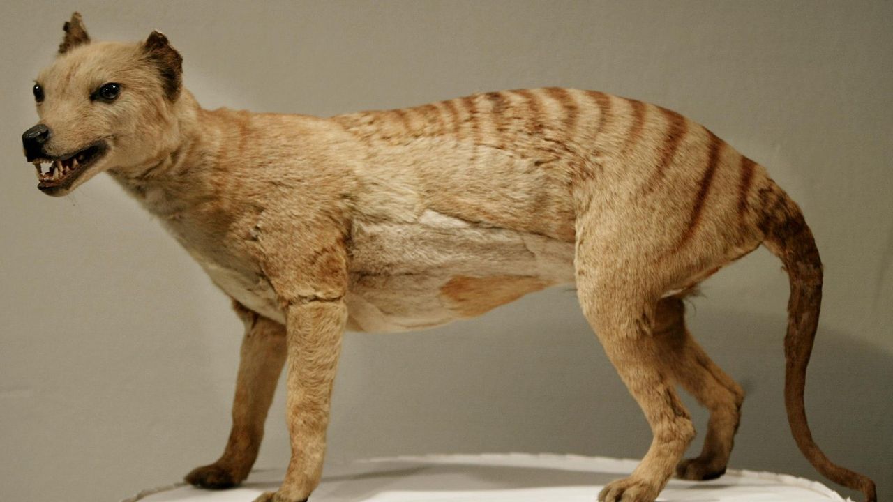 A Tasmanian tiger displayed at the Australian Museum in Sydney