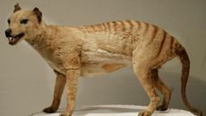 A Tasmanian tiger displayed at the Australian Museum in Sydney