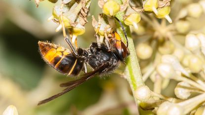 Asian hornet feeding on a plant