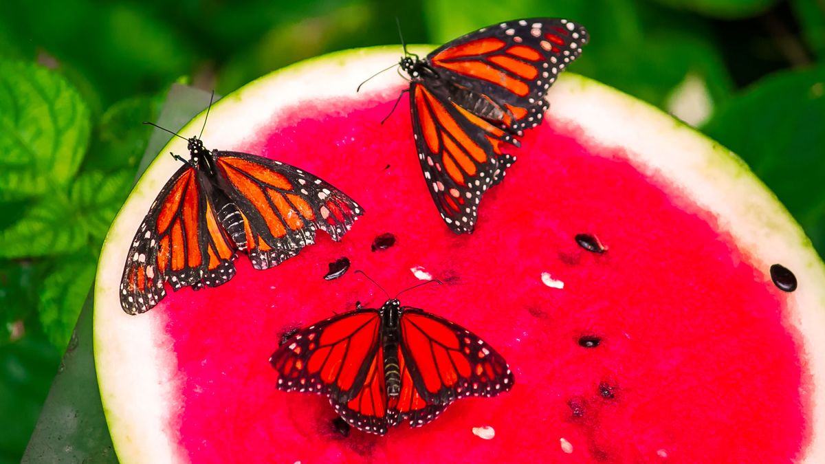 The First Butterflies of Spring are Starving – And You Can Make An Easy Butterfly Bistro With This Trashy Treat