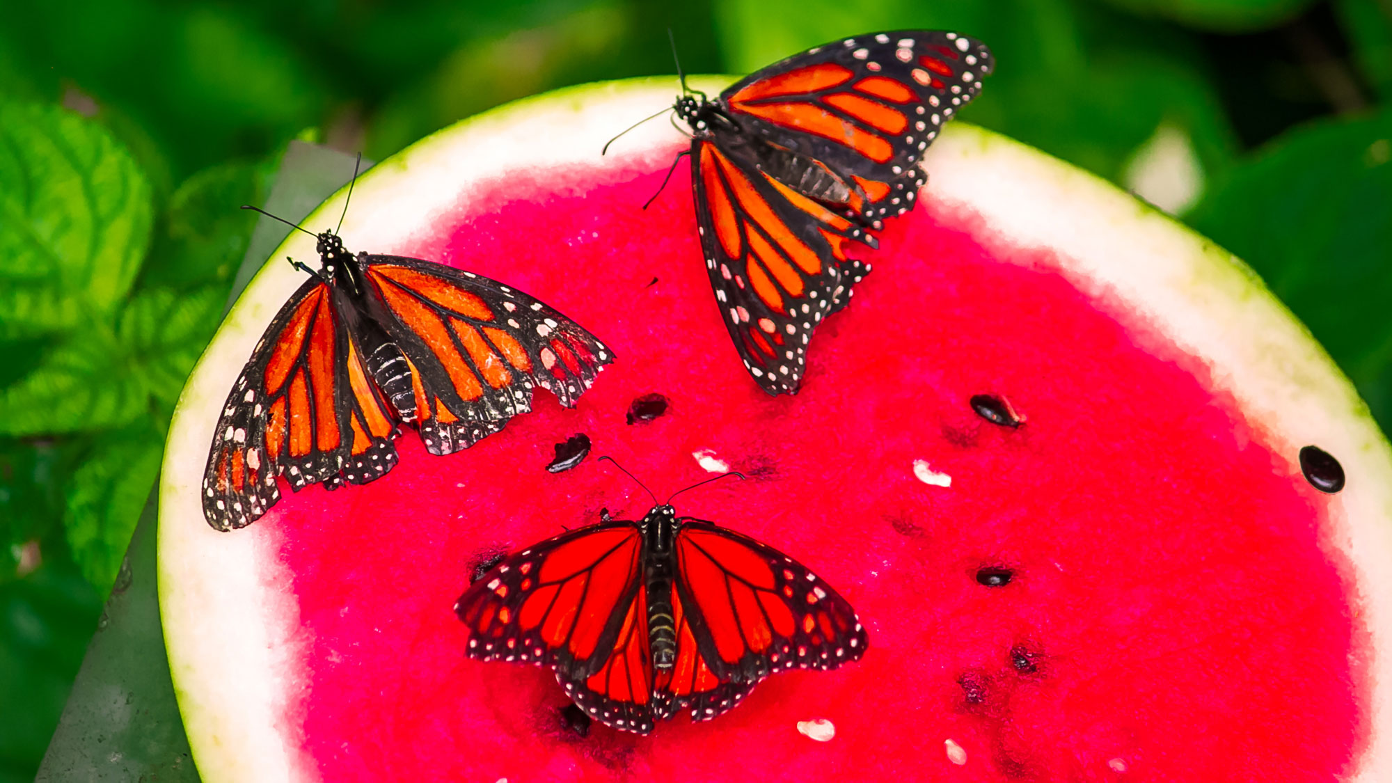 butterflies feeding on watermelon slice in garden