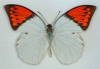 A Hebomoia glaucippe butterfly from Cameron Highlands, Malaysia. 