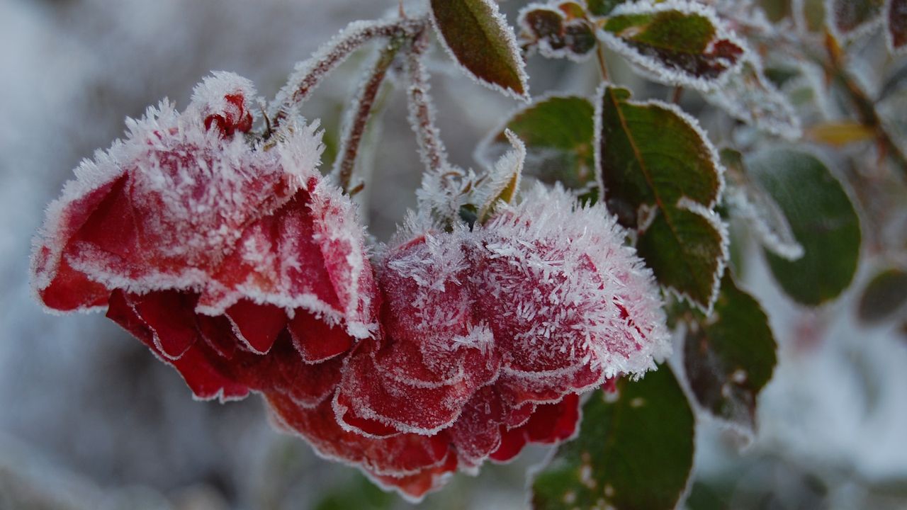 Red roses covered by winter frost in a garden