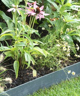 metal edging around flowerbed and lawn