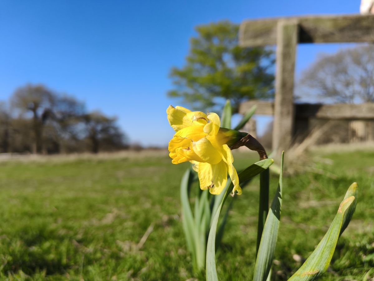 Oppo Reno 13 Pro camera sample