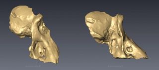 CT scans of the newly discovered UW 88-886 specimen in oblique (left) and lateral (right) views.