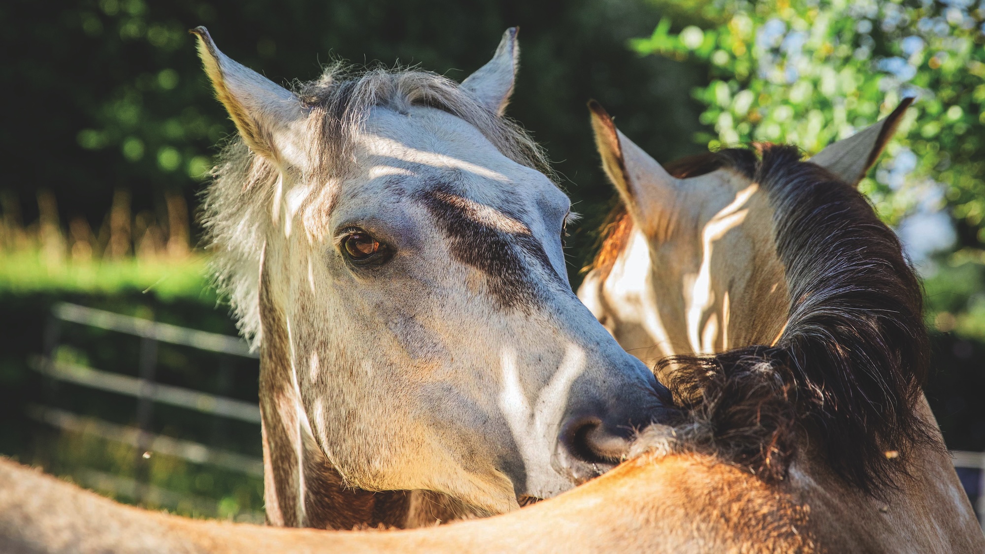 Two grey horses scratching each other's withers