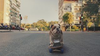 Churchill the dog on a skateboard
