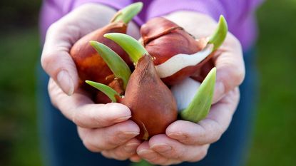 close of of hands holding tulip bulbs