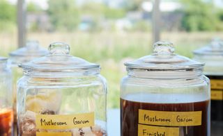 Noma Projects smoked mushroom garum in glass jars