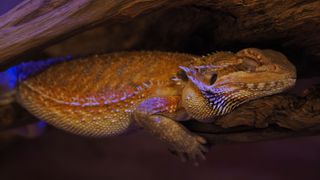 Bearded dragon with technicolor skin