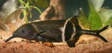 Elephant nose fish, animal-inspired technology, contact lenses