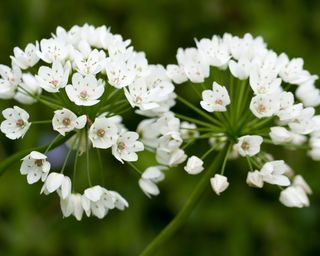 white blooms of Allium neapolitanum