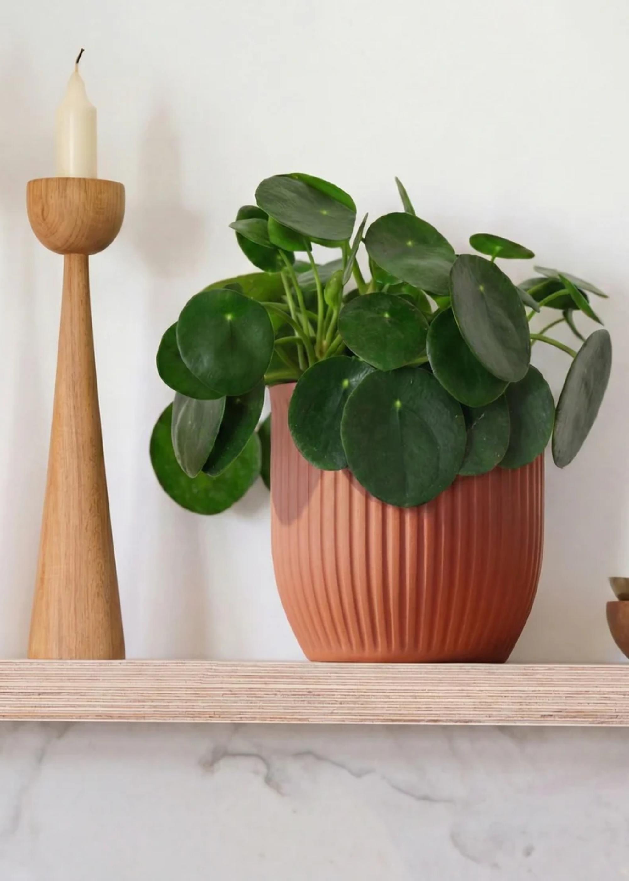 A mini potted Chinese money plant in a ribbed planter by a wooden candle stand on a shelf