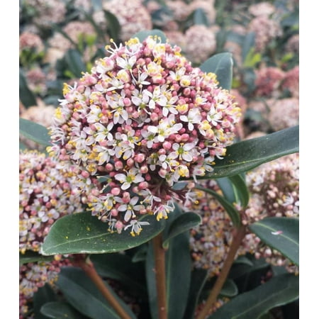 Redcrocus Japanese Skimmia Japonica Female Evergreen Shrub- Fragrant White Flowers, Red Berries- Perfect for Shady Gardens &amp;amp; Containers 1 Gallon