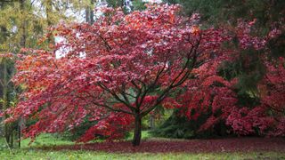 A red Japanese maple tree