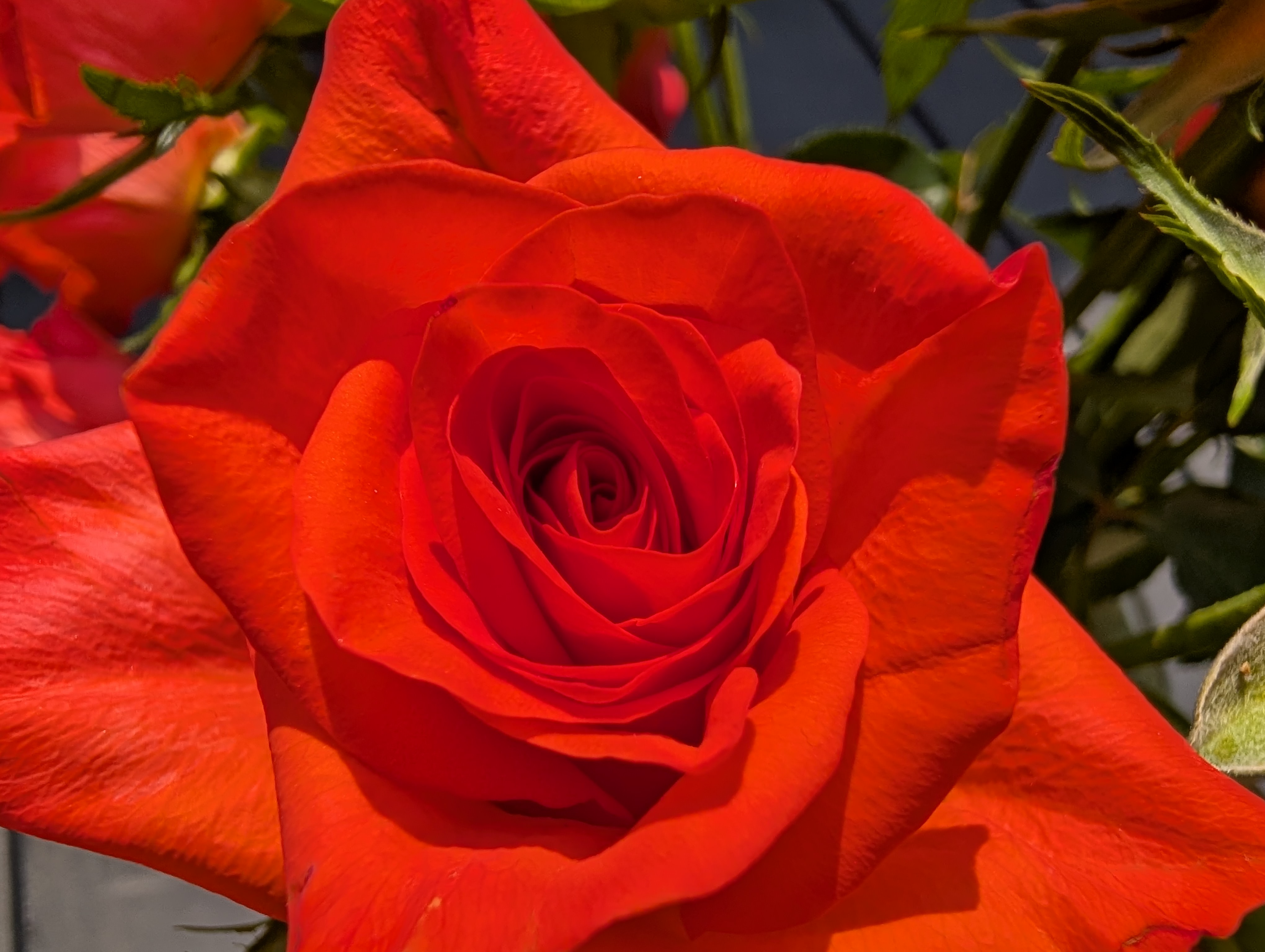 Google Pixel 9 Pro camera sample macro ultrawide