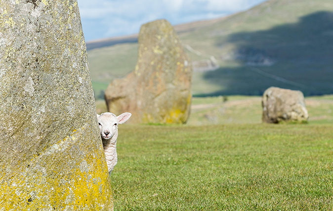 british sheep breeds