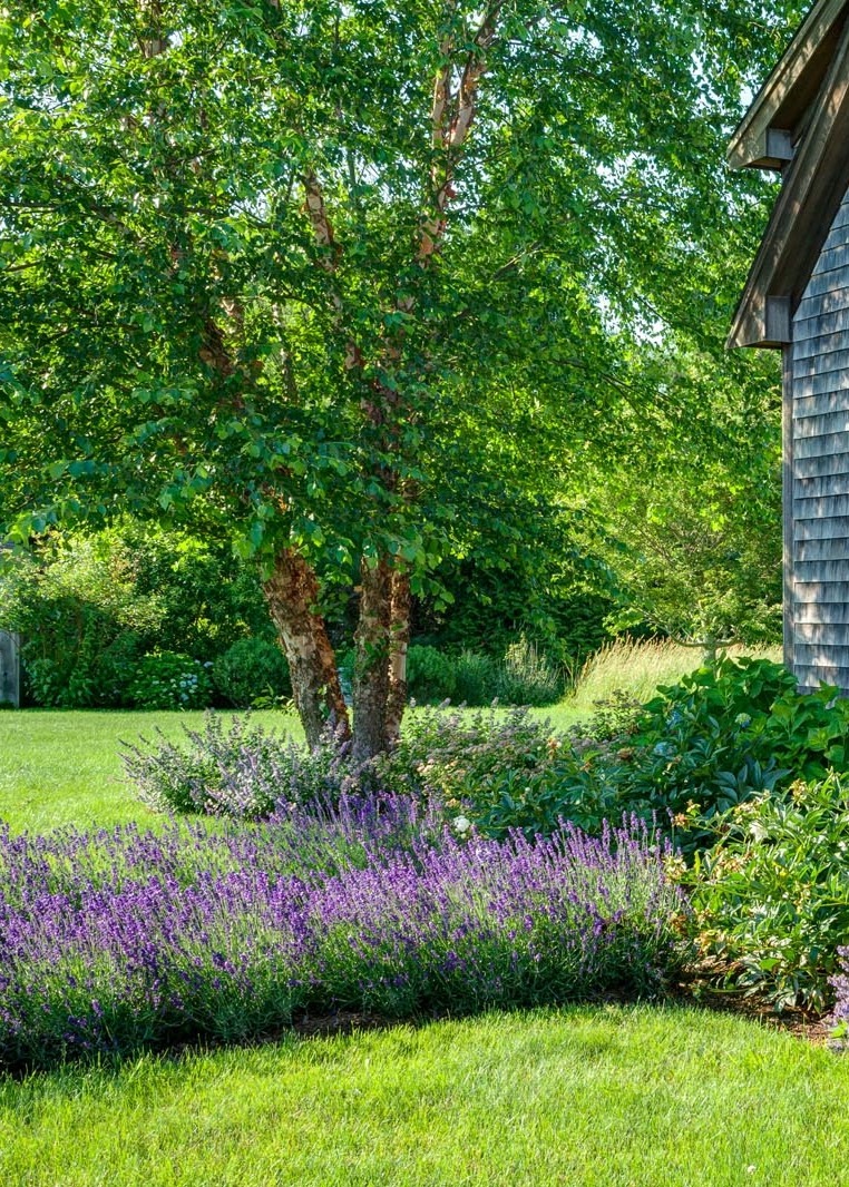 lavender planting in front of a tree in a front garden