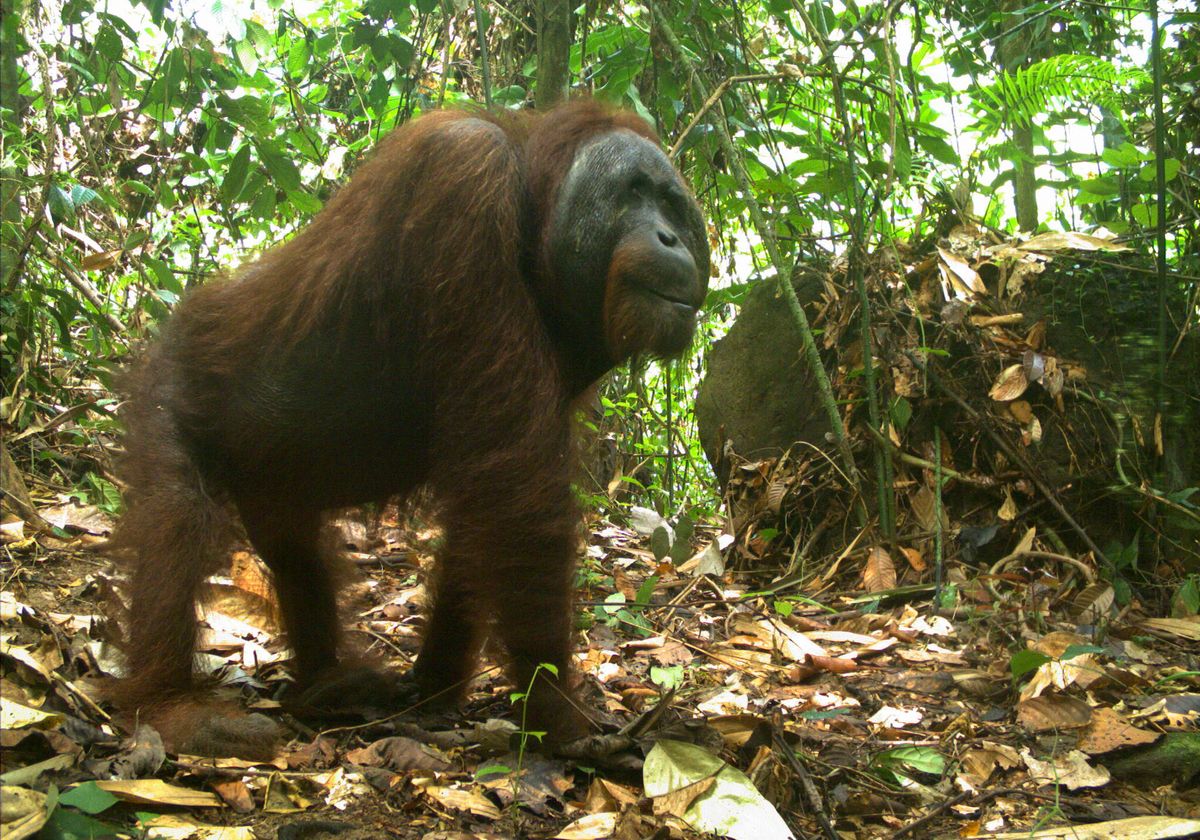 Male Orangutan