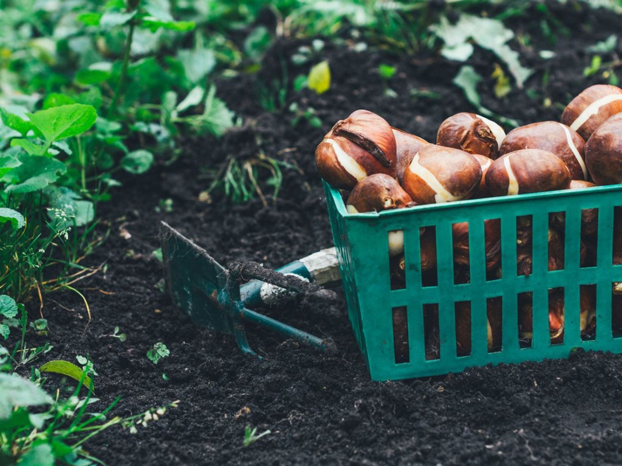 Garden Tools Next To A Basket Full Of Bulbs In The Garden