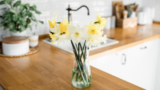 Daffodils in vase