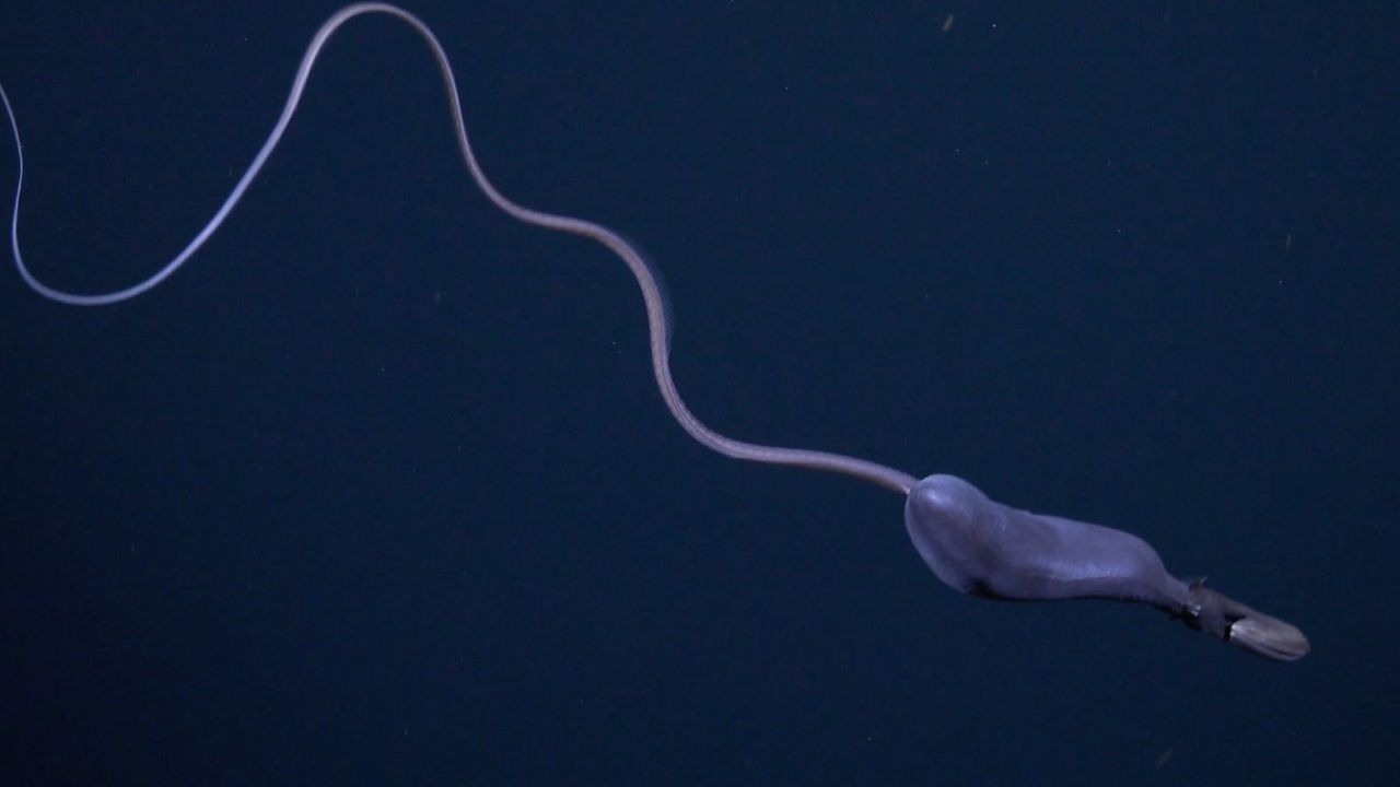 A side on view of the gulper eel and its full stomach