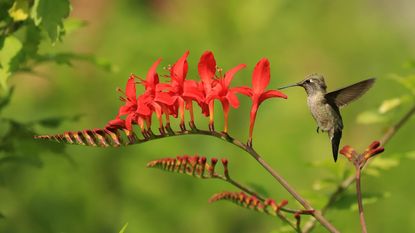 Hummingbird feeding from red flower