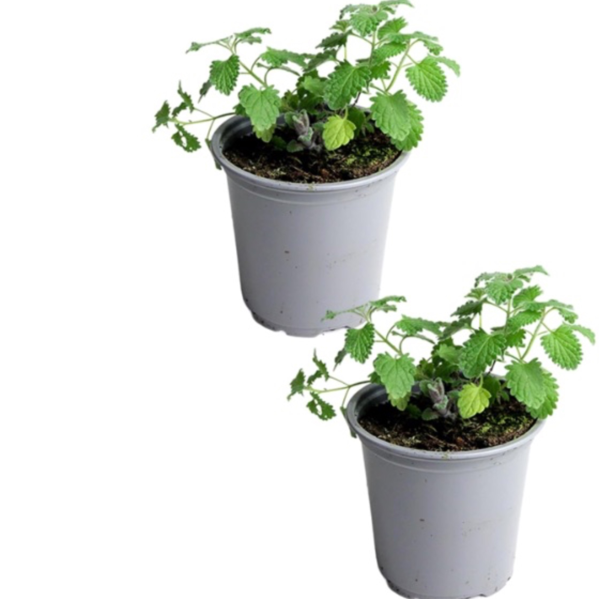 Carbeth Plants, Catmint Herb Plant, 9cm Pot, Pack of 2