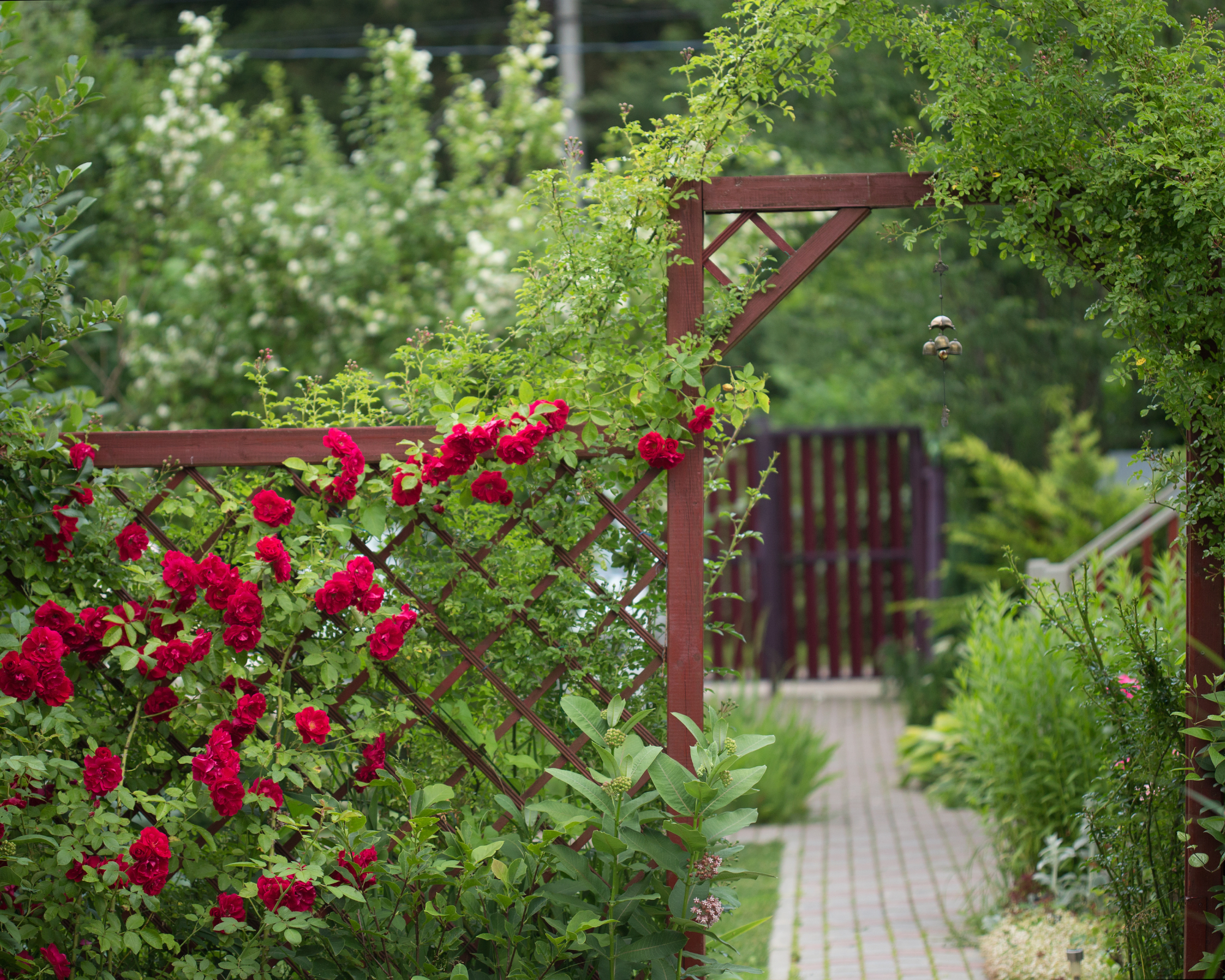 red rose growing up trellis used to zone garden