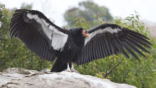 Since the 1980s, conservationists have collected genetic data from California condors in the wild and in captivity. The database now contains DNA from more than 1,000 individuals.