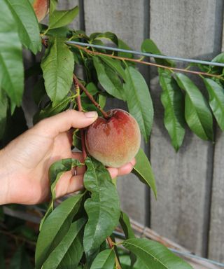 Fruit on a trained peach tree