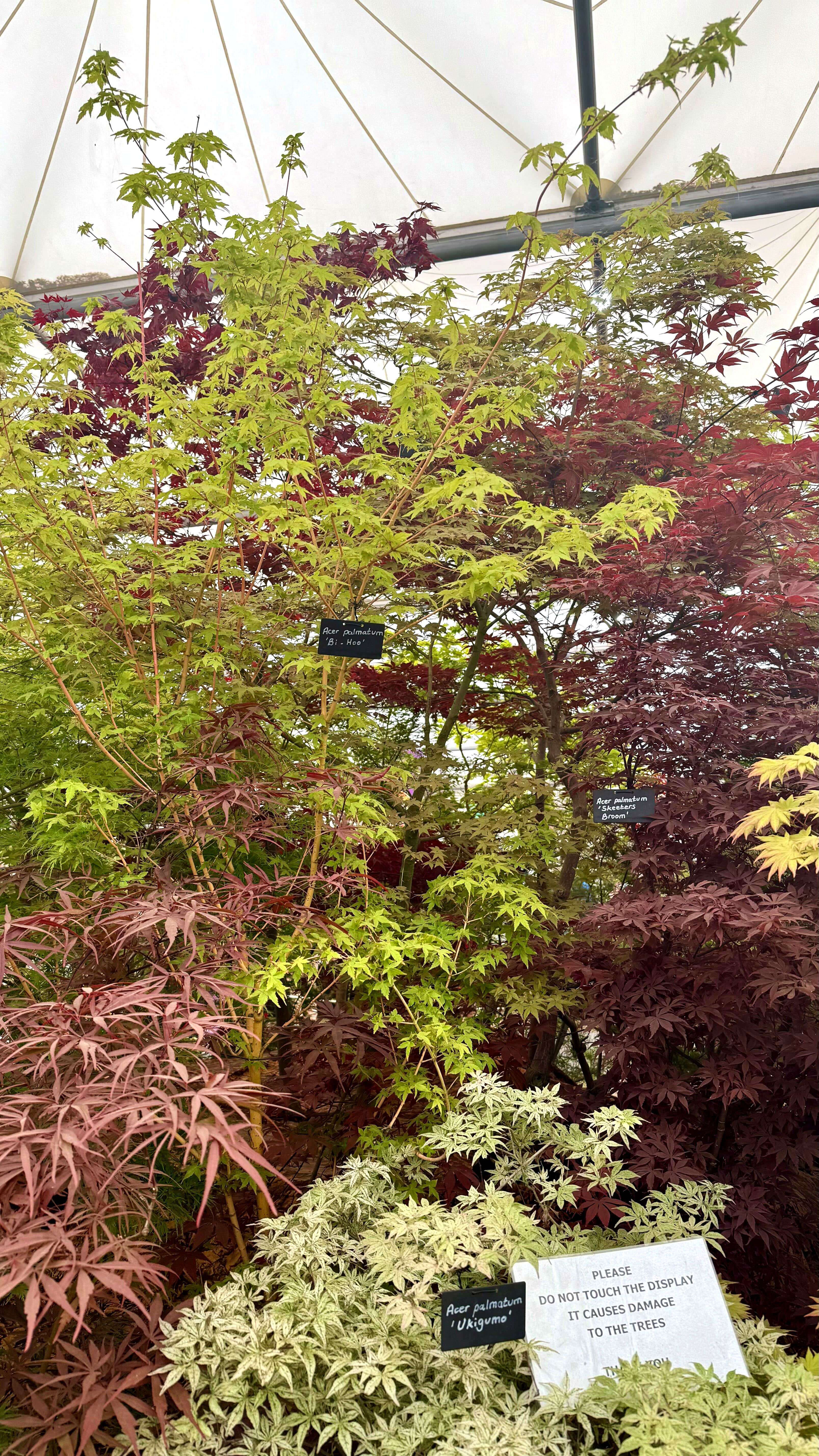 Acers at RHS Chelsea Flower Show 2025