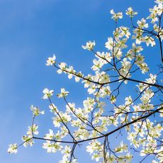 White flowers on dogwood tree with bright blue sky behind