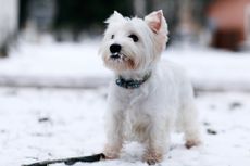 dog
