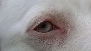 Eye of an albino dog