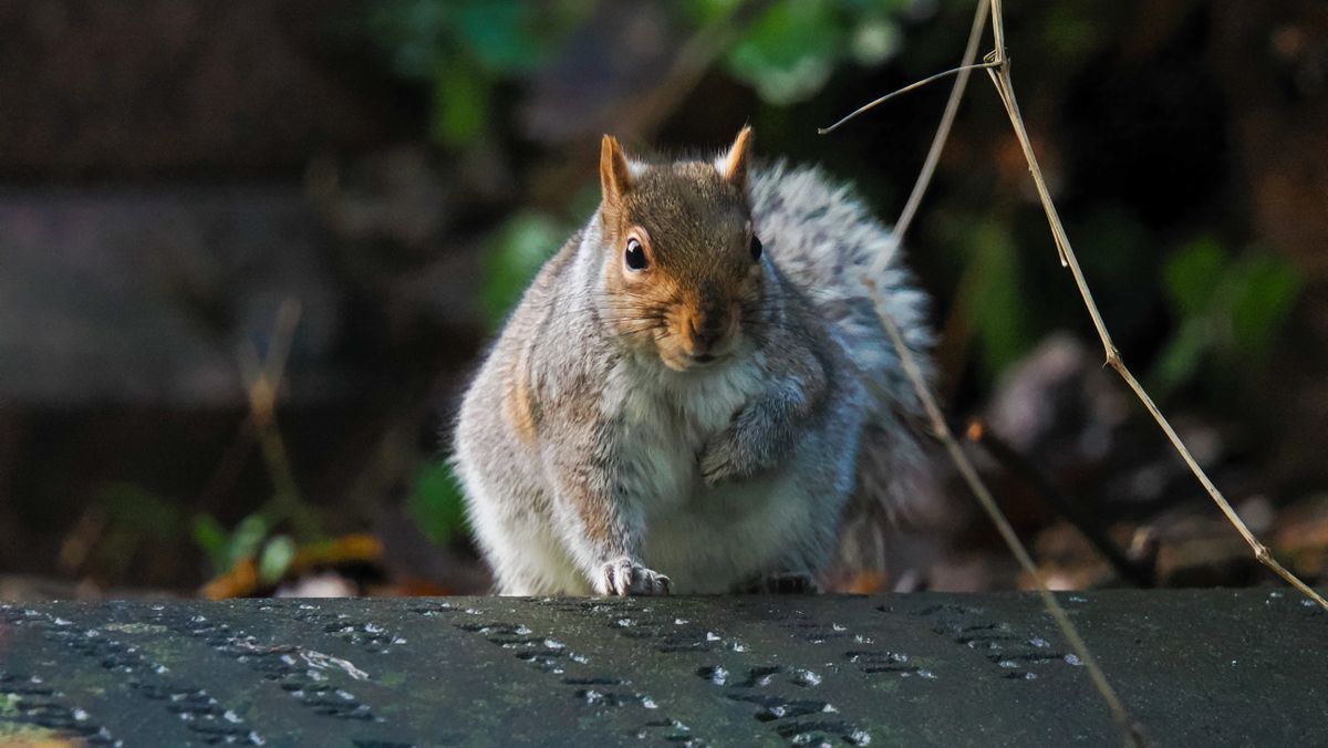 A wildlife photo taken on an OM System OM-1 Mark II mirrorless Micro Four Thirds camera