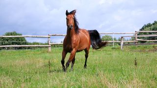 bay horse in grassy field cantering towards camera