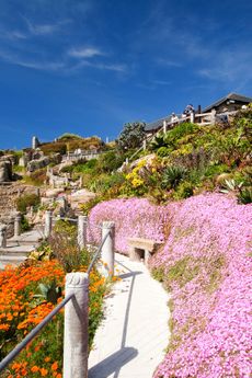 The Minack theatre's gardens are as spectacular as its setting.