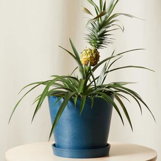 Bloomscape pineapple houseplant
