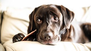Resource guarding in dogs: Chocolate Labrador sat on the couch with a treat