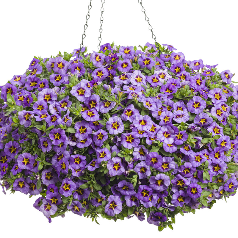 Superbells&amp;reg; Evening Star Calibrachoa