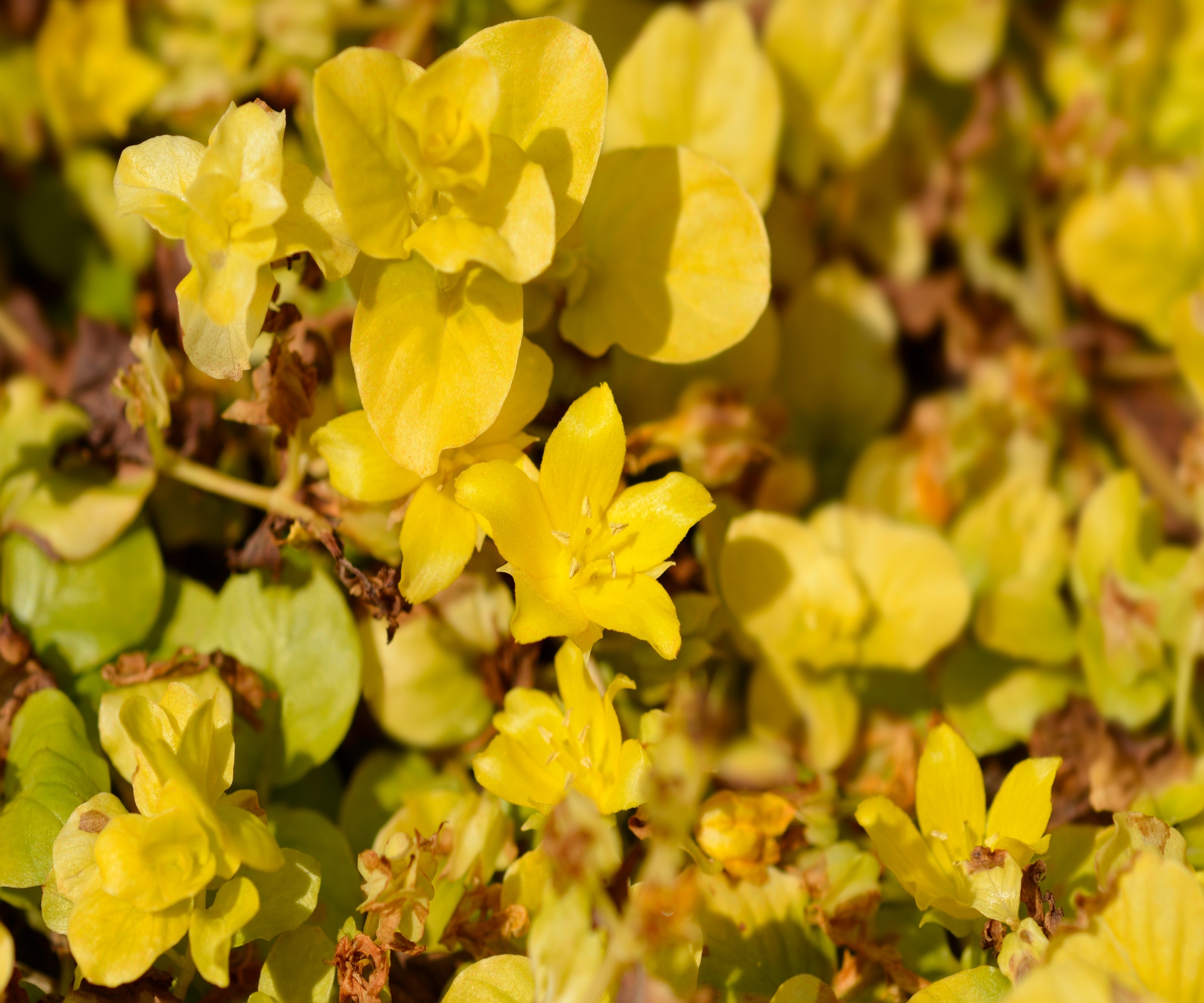 Golden yellow flowers and leaves of creeping Jenny