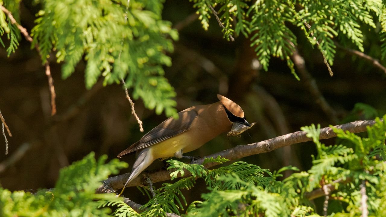Cedar waxwings feasting on bugs